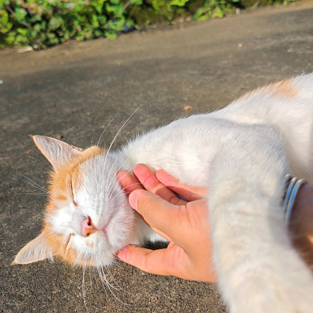 等喵咪～