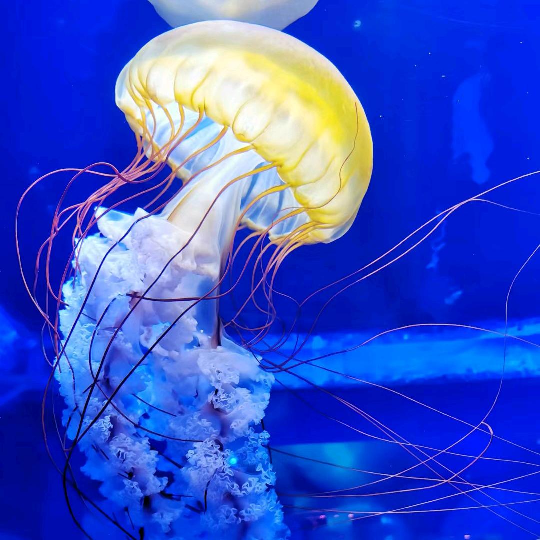 游玩导览(安颜)