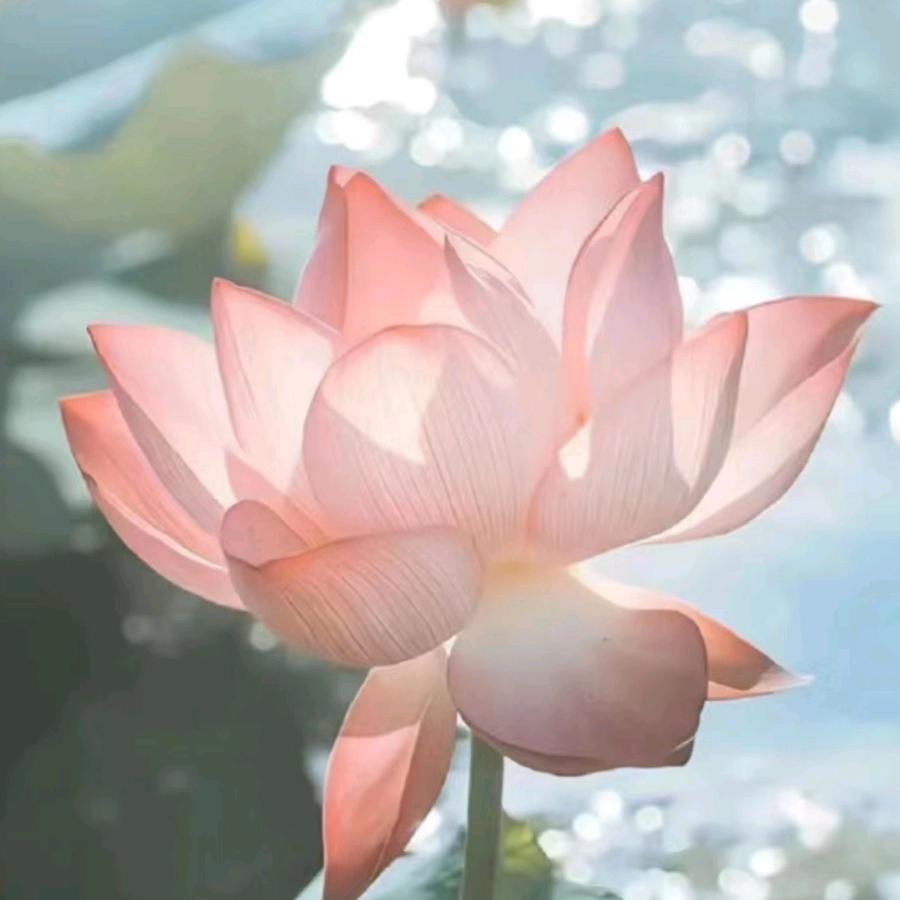 丽丽丽