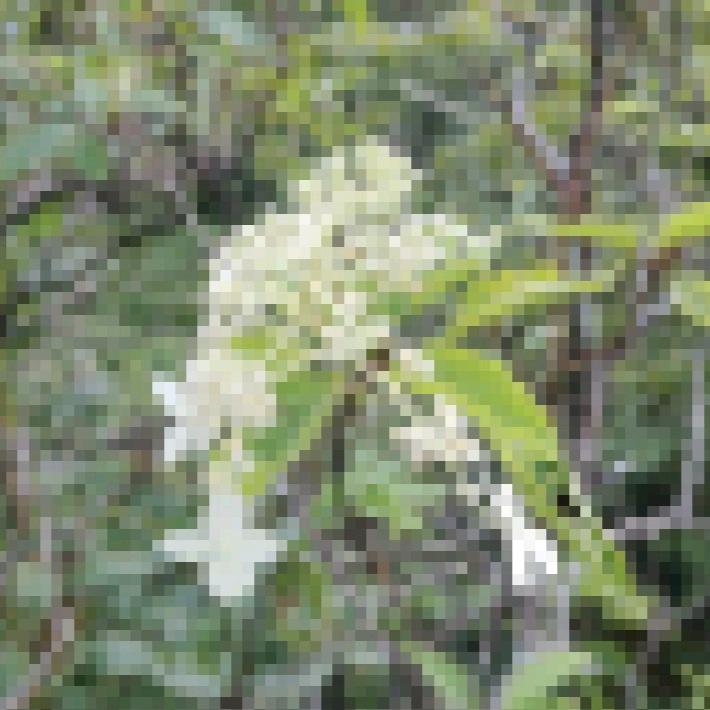 Pixel