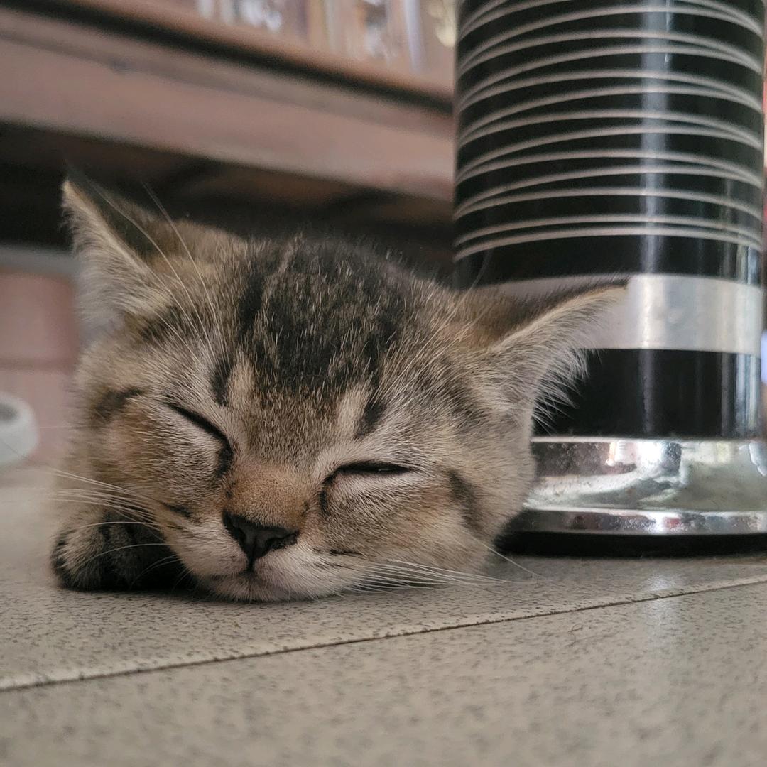 莲榴吃不