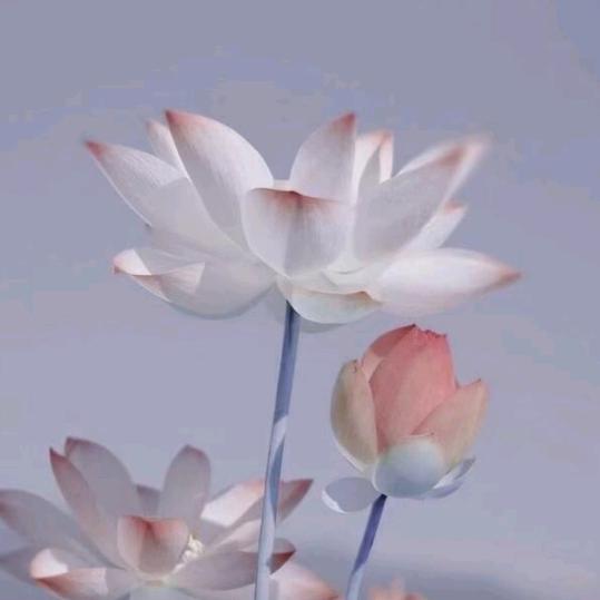 连