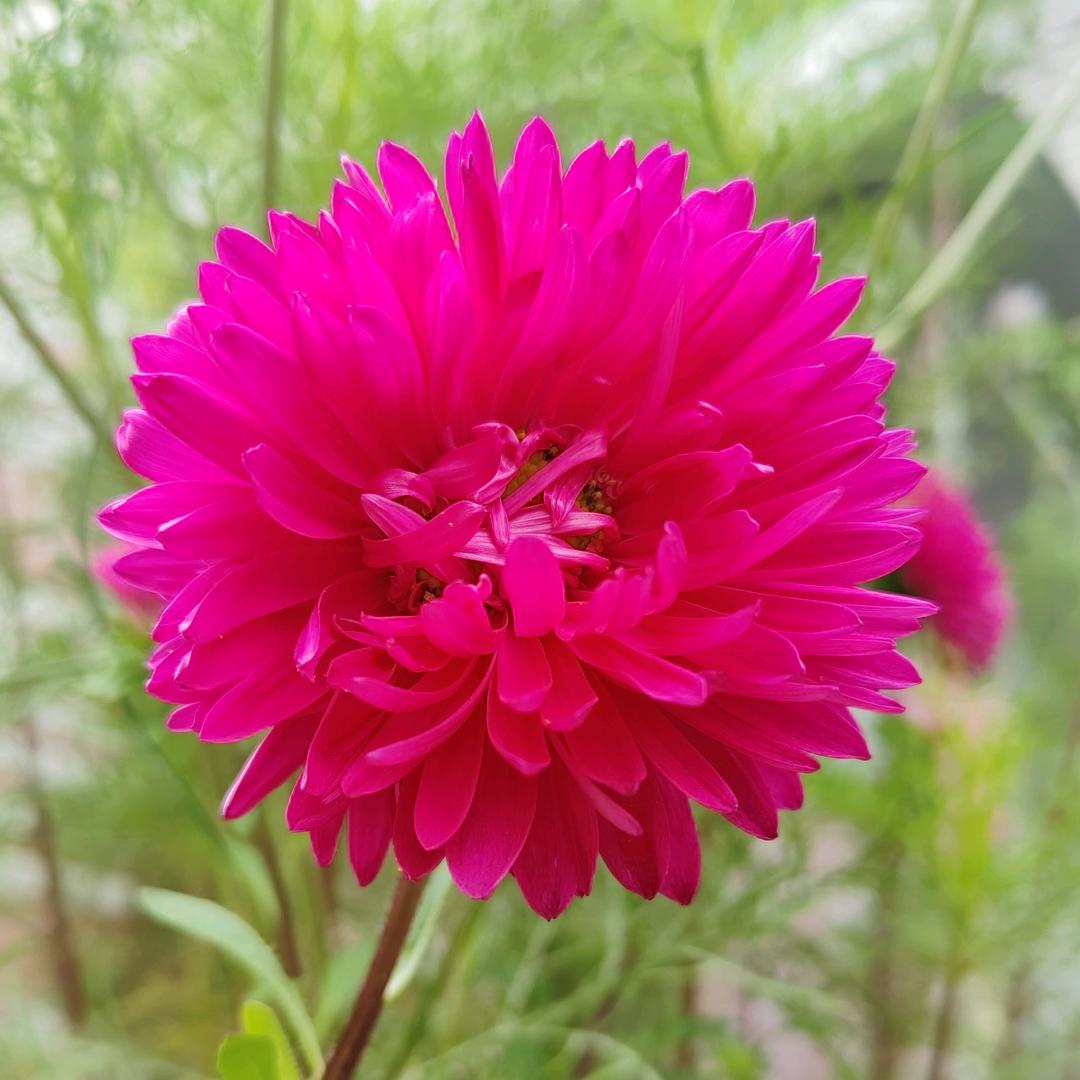 坚信❤️🧚‍♂️