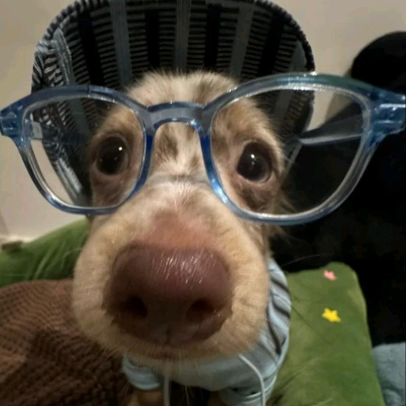 飞上枝头变皇后