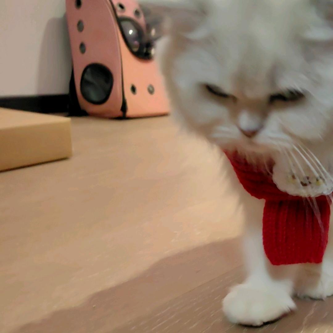 没头脑