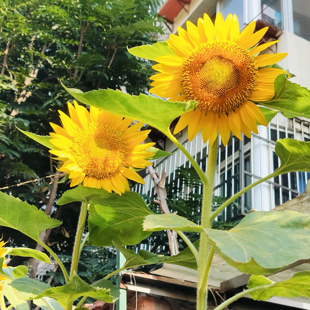 向日葵🌻