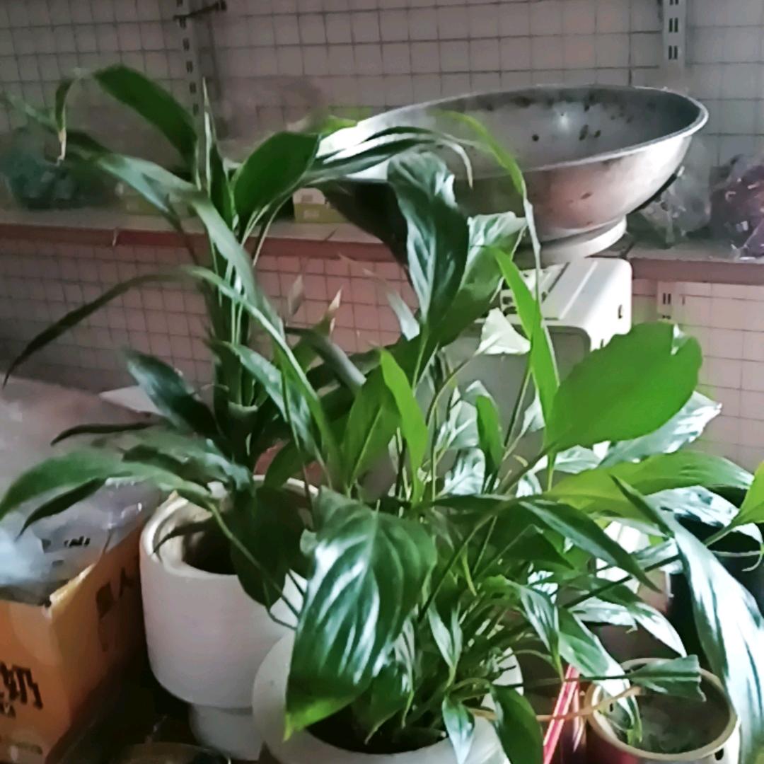 曾经拥有