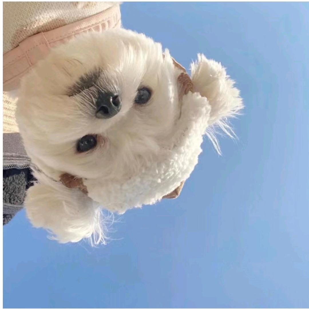 在吗头像