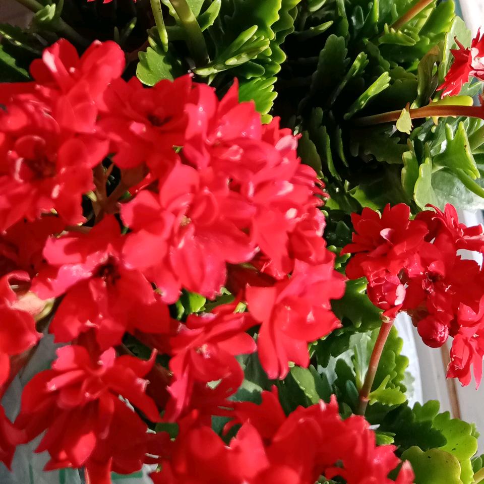 🌺花开富贵yuan