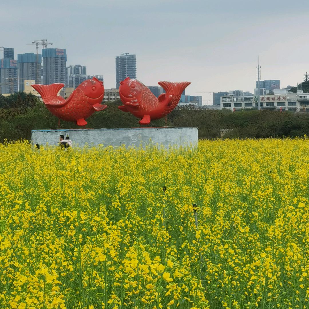 峰哥（早8：08）
