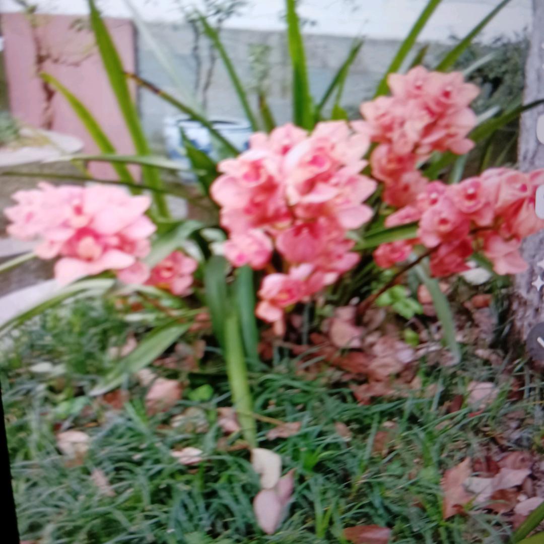 兰草