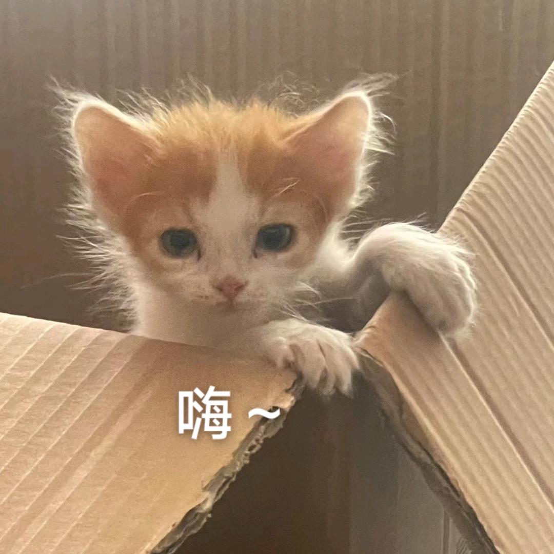 我叫胡图图