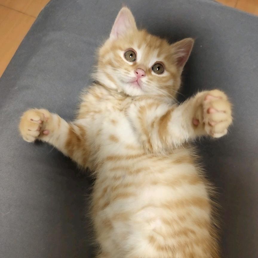 挡风被里的小橘子