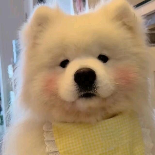 醉奶小圆