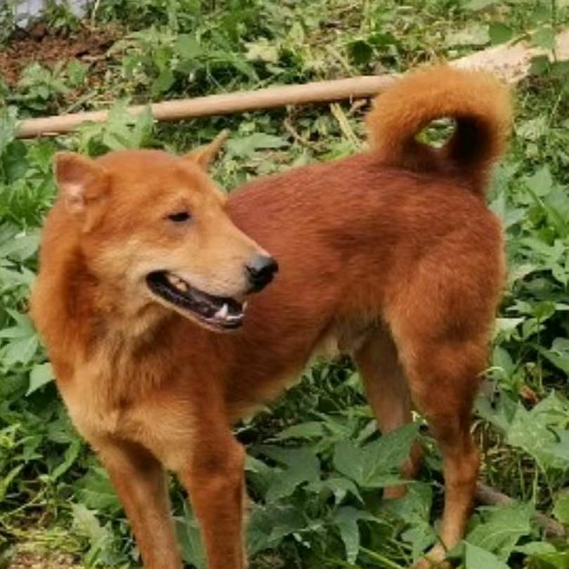 广西狗师傅（养狗好物在橱窗下单）