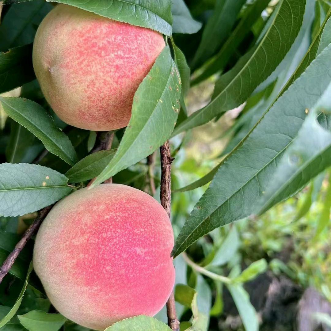 阿珍的乡土拾味