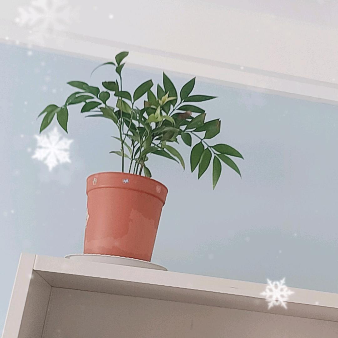 梦动nihao251直播号