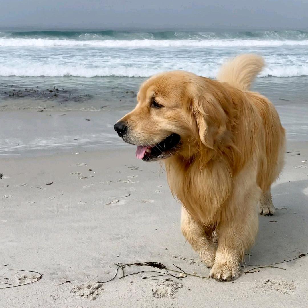 CKU赛级金毛犬舍