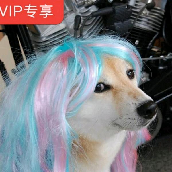 升级中的圆子
