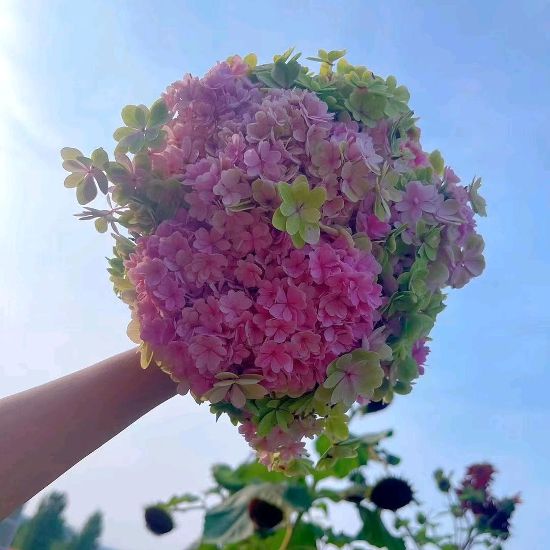 @儒果🌈