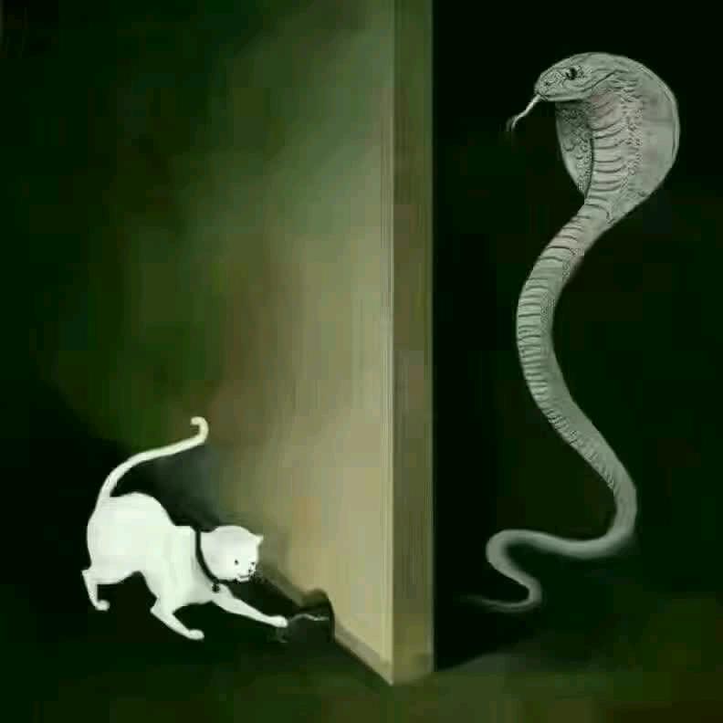 （今晚打老虎）禾叉头