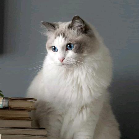 海猫