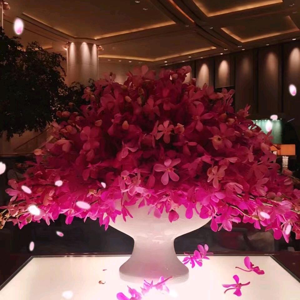 🌸🌸女王蔲🌷🌷吴丽媛老师