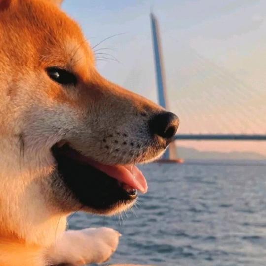 狗蛋发财