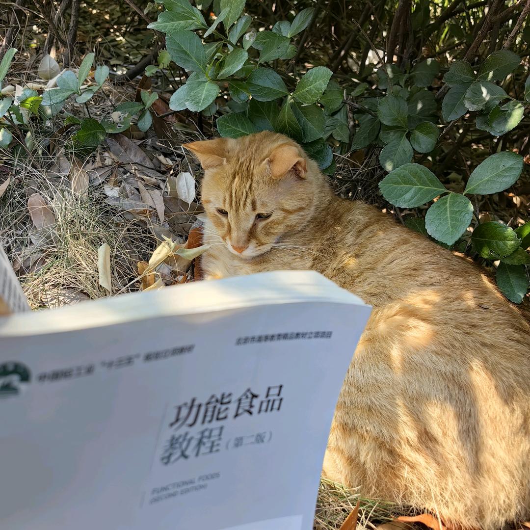 写毛笔字的罐罐