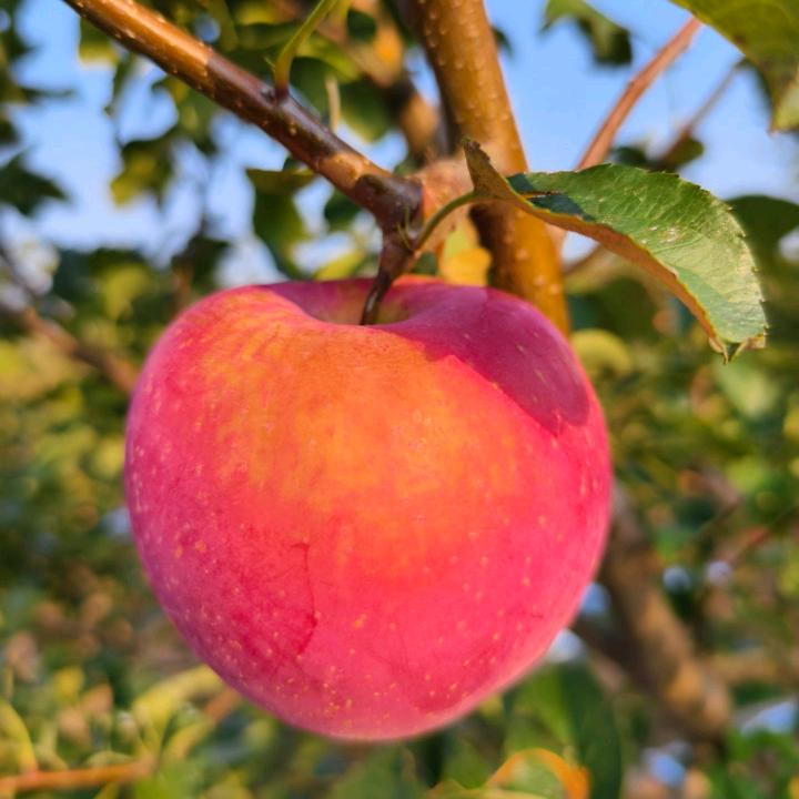 苹安果缘