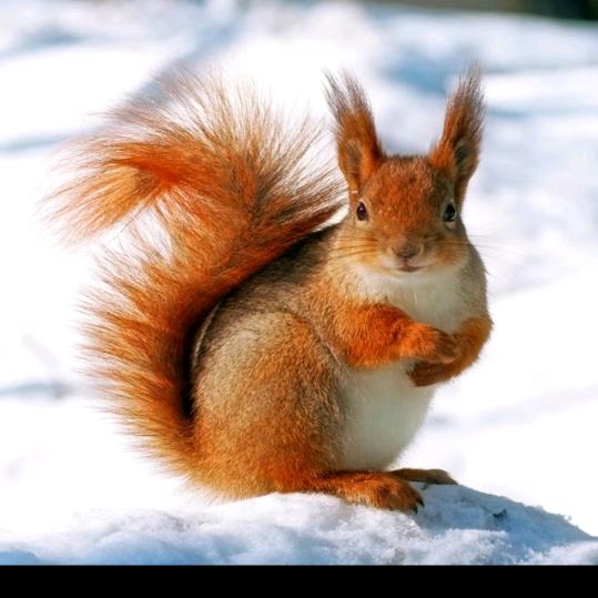 🐿