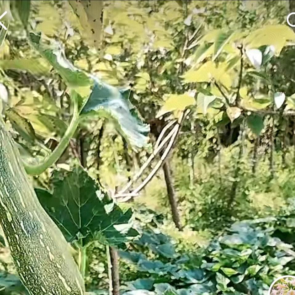 盛鸿