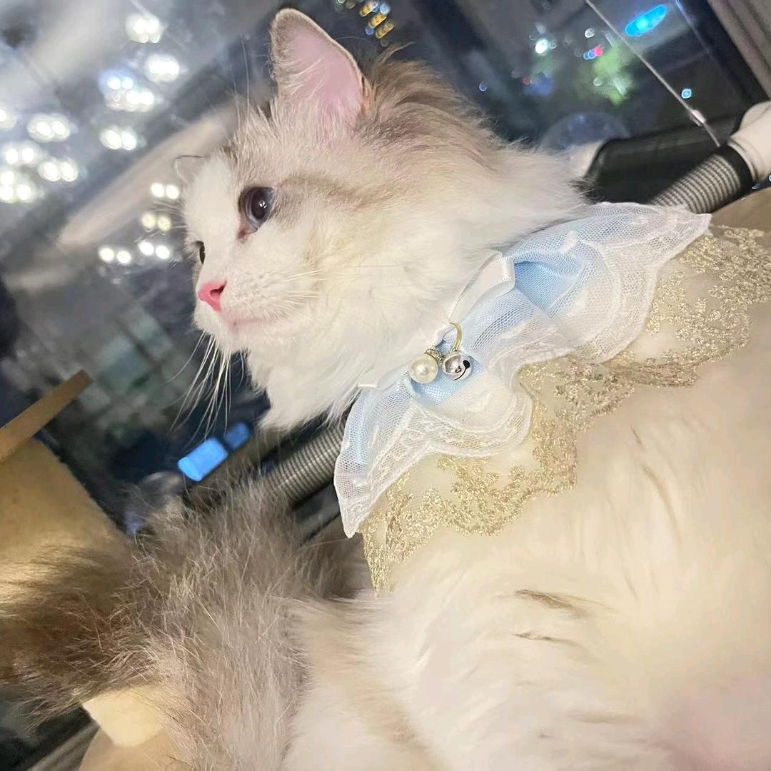 mm的布偶猫