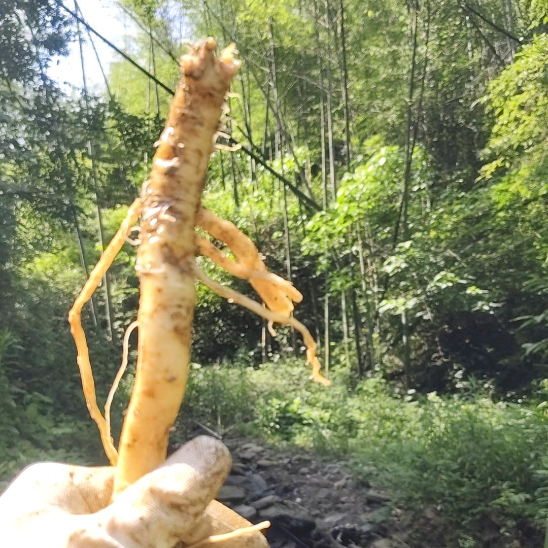 原生态高端食材