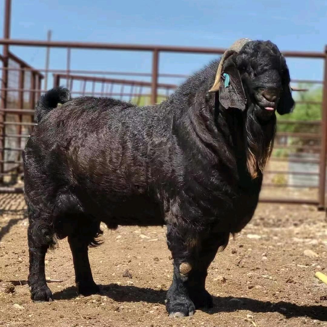 诺邓庄坪黑山羊