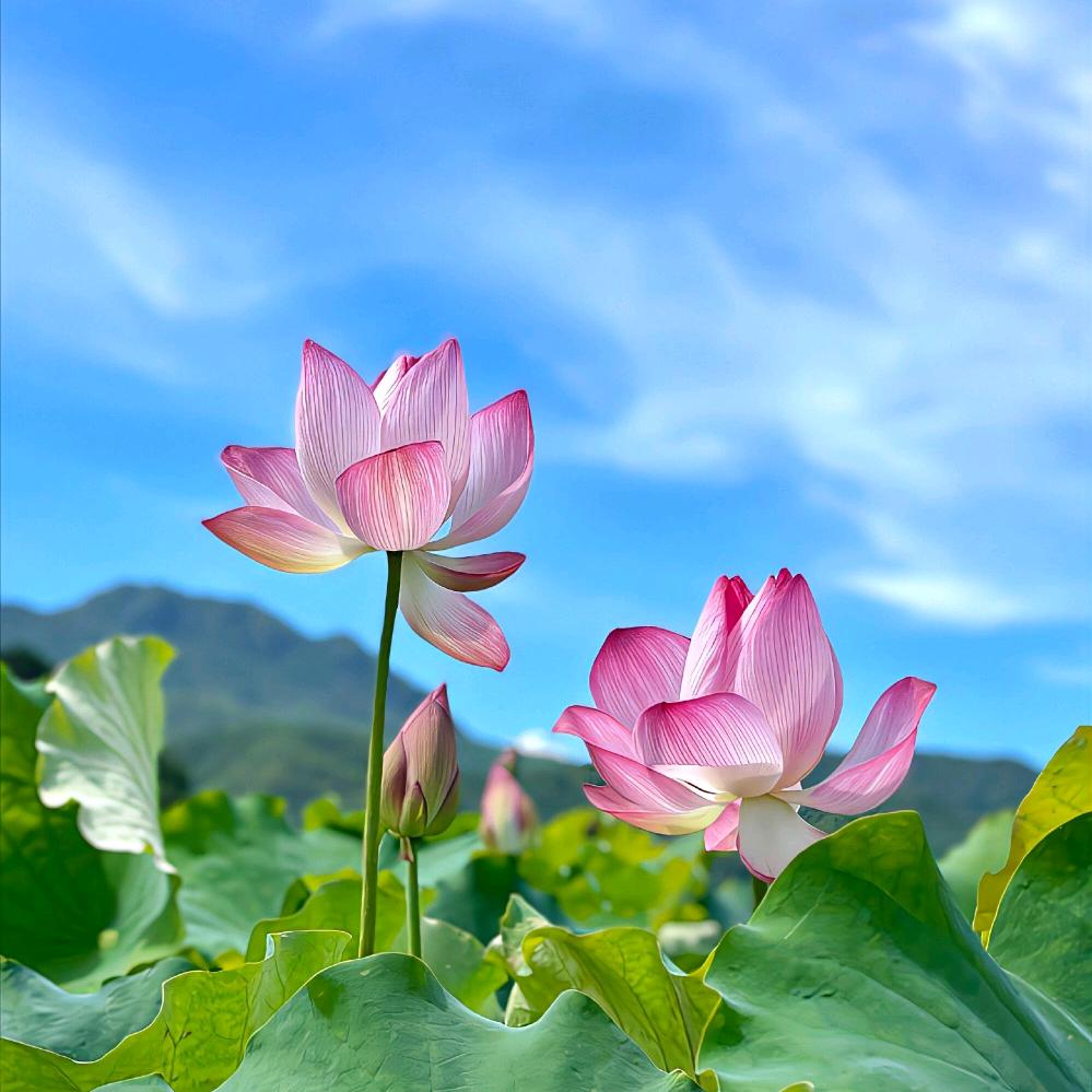 军～小助理