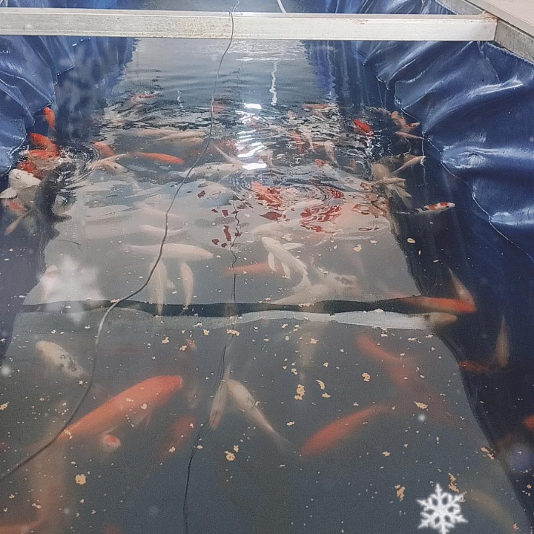 郑州北环室内垂钓