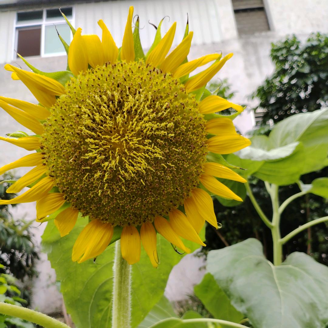 遇🌻