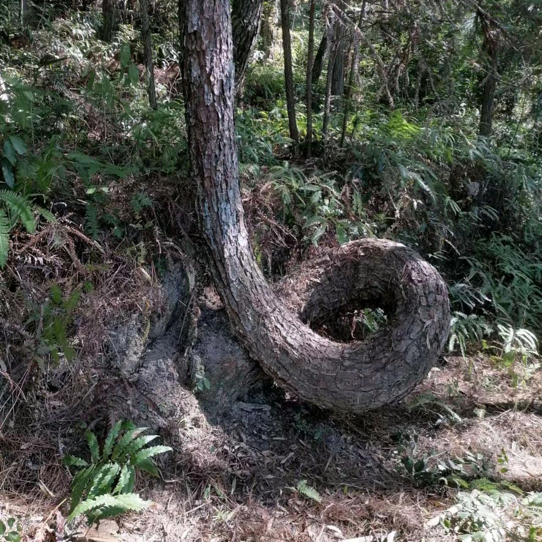 小老哥