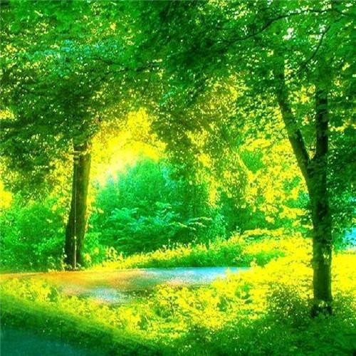 大树底下好乘凉