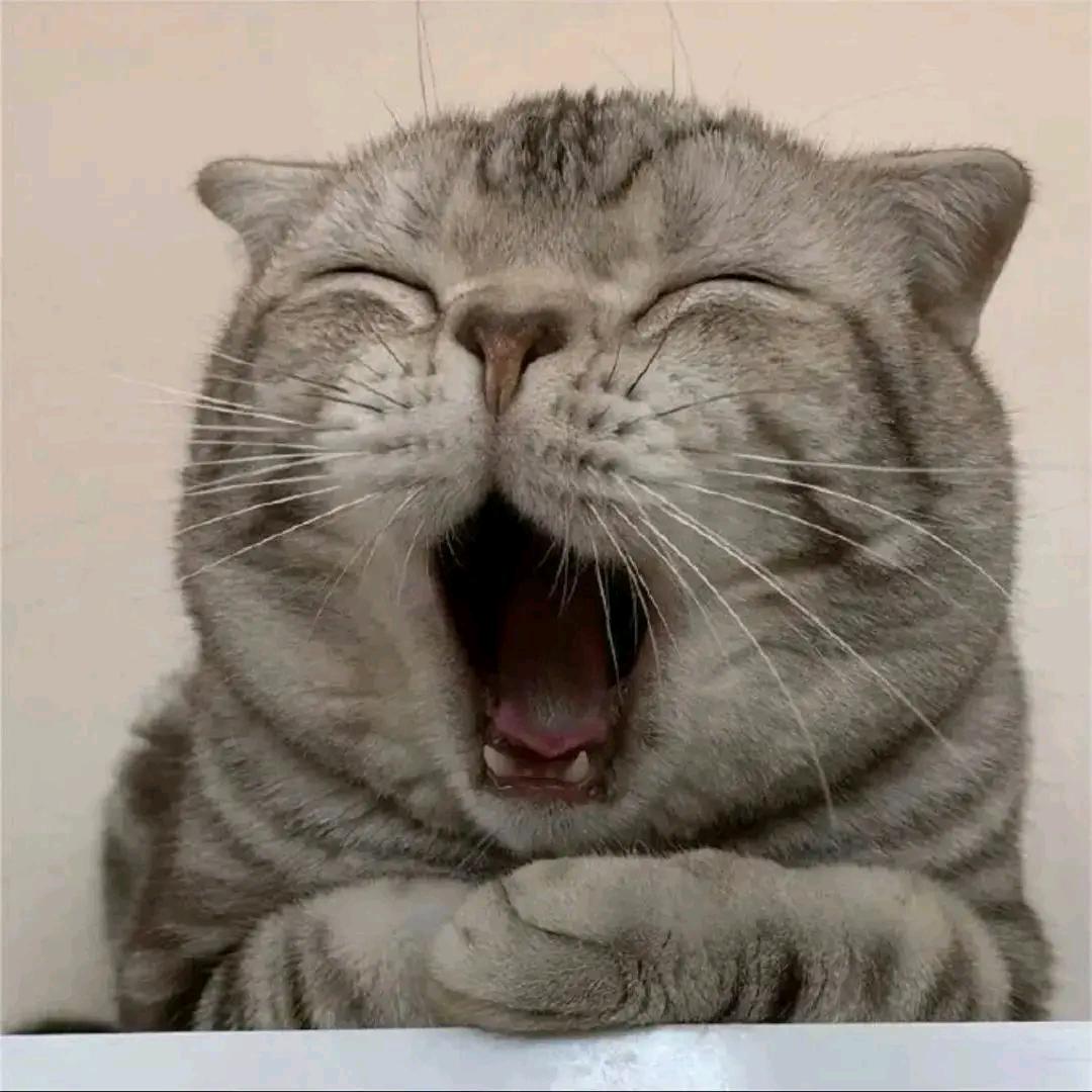 猫meme小故事