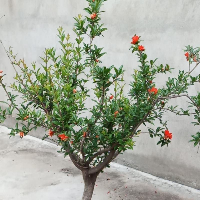 JICHUN康劳果树苗木专卖店