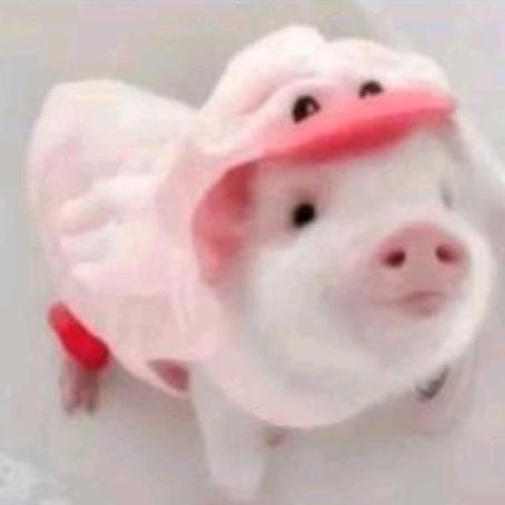 旺仔小猪