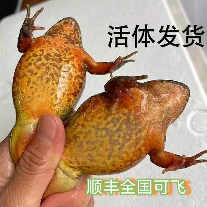 林蛙冷水鱼批发