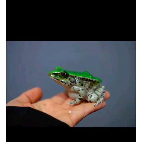 随艺