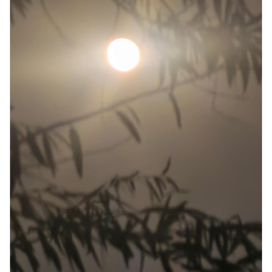 月无声