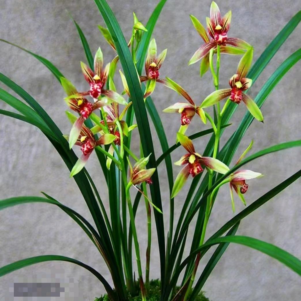 芳姐♥(｡￫v￩｡)♥