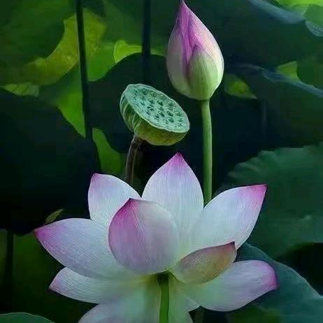 💗᭄顾你⃟💞⃟鄒全࿐