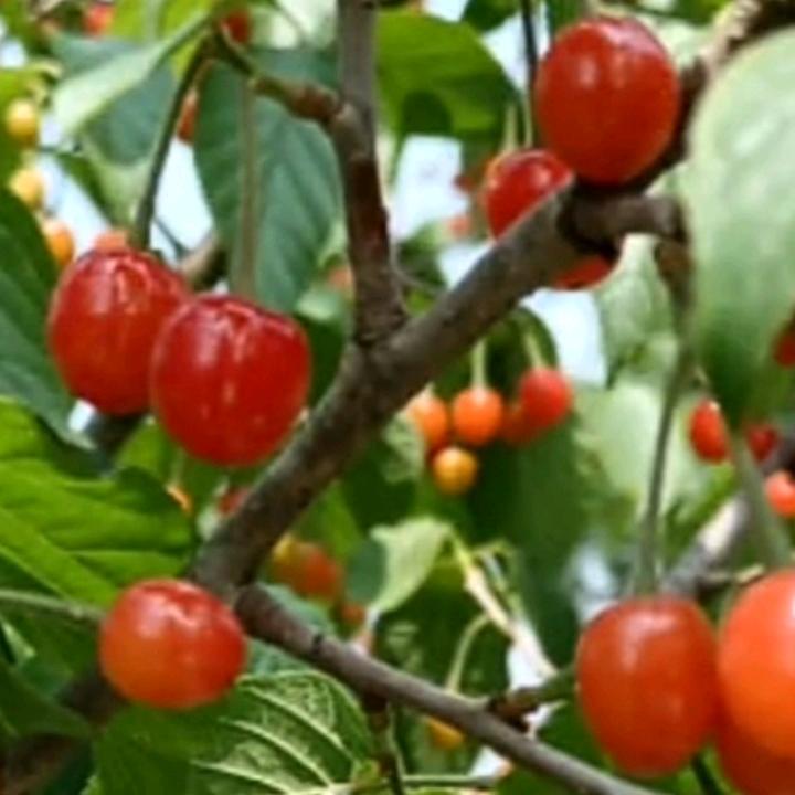 叶子🍀🍀……