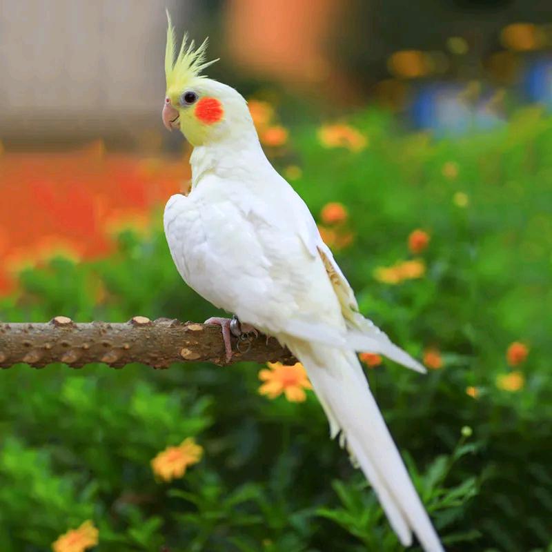 汉宏鹦鹉